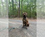 Small #5 Presa Canario Mix