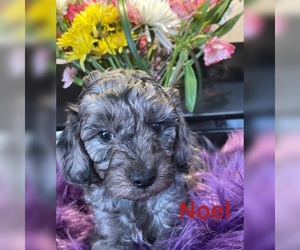 F2 Aussiedoodle Puppy for Sale in FOUNTAIN, Colorado USA