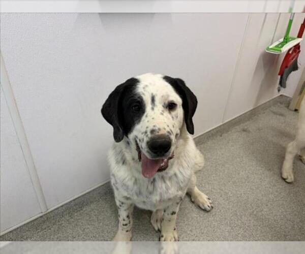 Medium Photo #1 Great Pyrenees-Unknown Mix Puppy For Sale in Fort Collins, CO, USA