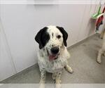 Small Great Pyrenees Mix