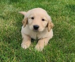 Small Photo #5 Golden Retriever Puppy For Sale in NOBLESVILLE, IN, USA