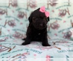 Small #4 Aussiedoodle Miniature 