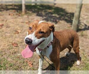 Boxer-Unknown Mix Dogs for adoption in Ocala, FL, USA