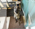 Small #1 Anatolian Shepherd-Labrador Retriever Mix