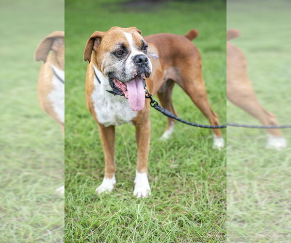 Medium Photo #10 Boxer Puppy For Sale in Austin, TX, USA