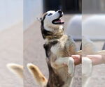 Small #1 Huskies  Mix