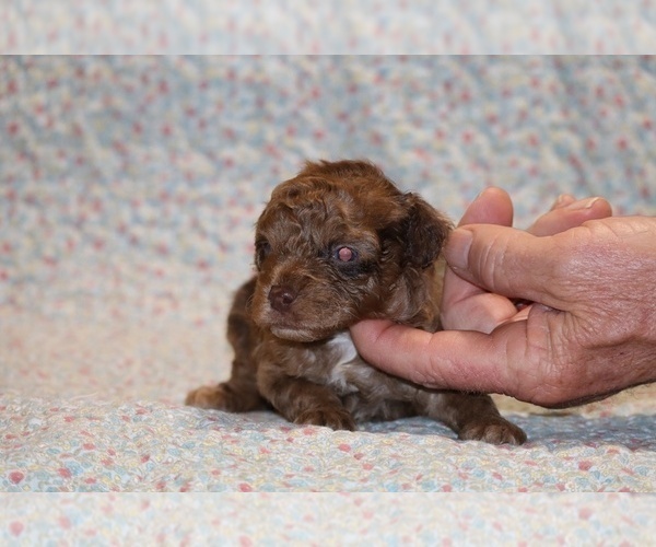 Medium Photo #3 Poodle (Toy) Puppy For Sale in DYERSBURG, TN, USA