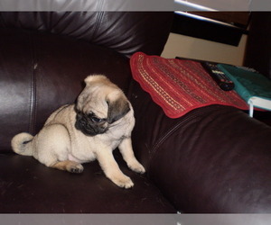 Pug Puppy for Sale in NEW CASTLE, Indiana USA