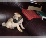 Small Pug