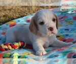 Puppy Sierra Beagle