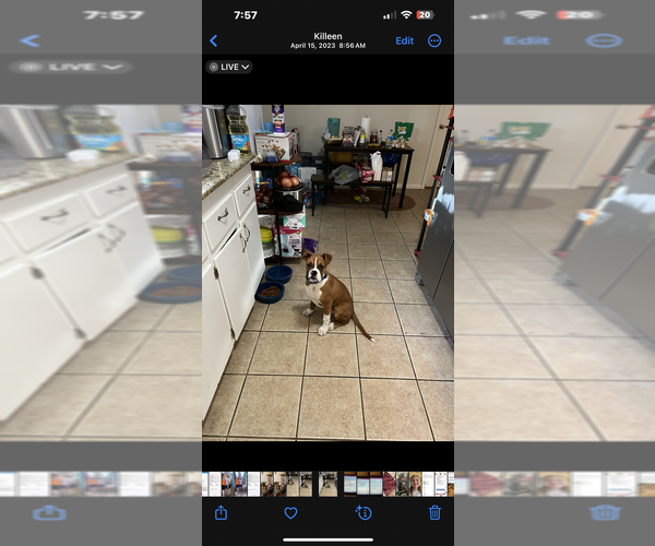 Medium Photo #1 Boxer Puppy For Sale in KILLEEN, TX, USA