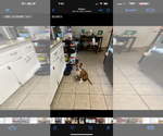 Small Photo #1 Boxer Puppy For Sale in KILLEEN, TX, USA