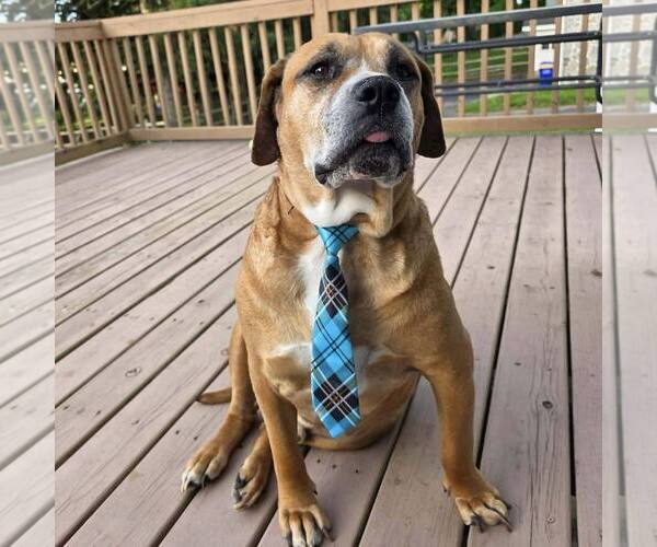 Medium Photo #1  Puppy For Sale in , 