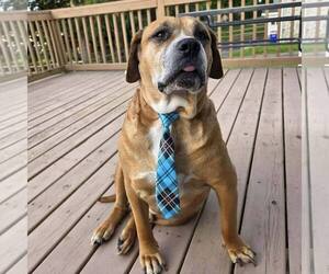 Boxer-Unknown Mix Dogs for adoption in New Oxford , PA, USA