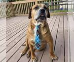 Small Photo #1 Boxer-Unknown Mix Puppy For Sale in New Oxford , PA, USA