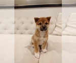 Small Photo #14 Shiba Inu Puppy For Sale in SAN JOSE, CA, USA