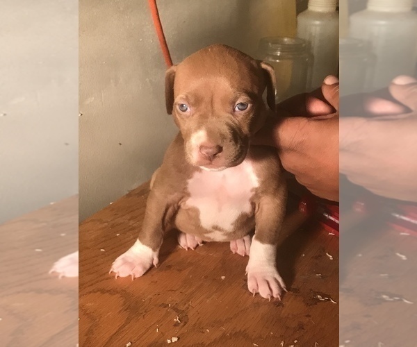 Medium Photo #18 American Bully Puppy For Sale in CO SPGS, CO, USA