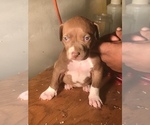 Small Photo #18 American Bully Puppy For Sale in CO SPGS, CO, USA