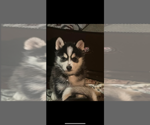 Pomsky Puppy for sale in PLYMOUTH, WI, USA