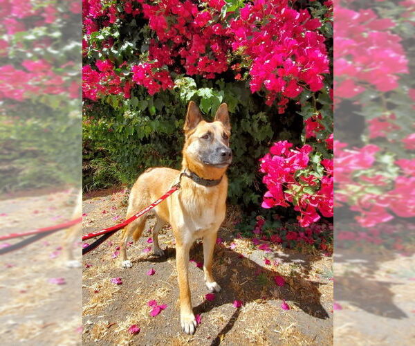 Medium Photo #1 Mutt Puppy For Sale in Fresno, CA, USA