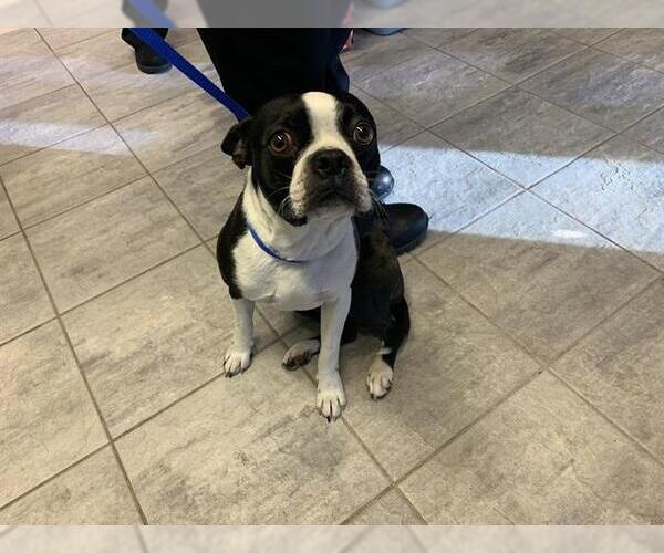 Medium Photo #1 Boston Terrier-Unknown Mix Puppy For Sale in Grand Prairie, TX, USA