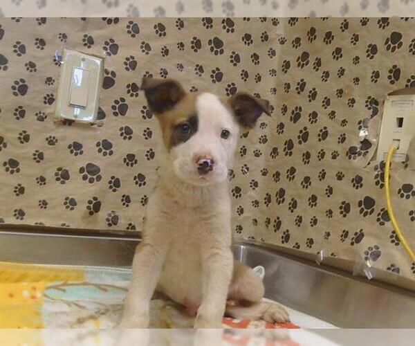Medium Photo #1 Mutt Puppy For Sale in Sacramento, CA, USA