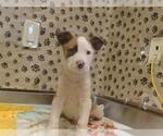 Small Mutt