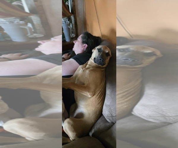 Medium Photo #1 Mutt Puppy For Sale in Waterloo, IA, USA