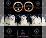 Small #1 Maltese