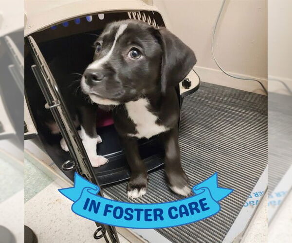 Medium Photo #1 American Staffordshire Terrier-Unknown Mix Puppy For Sale in Tallahassee, FL, USA