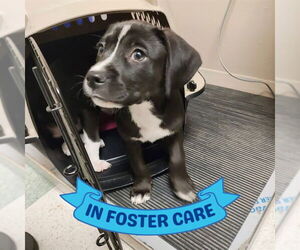 American Staffordshire Terrier-Unknown Mix Dogs for adoption in Tallahassee, FL, USA