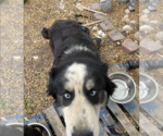 Small #2 Mutt