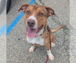 Small #3 Bullboxer Pit
