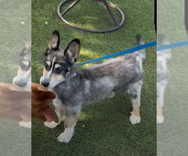 Medium Photo #2 - Mix Puppy For Sale in Mooresville, NC, USA