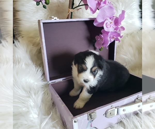 Medium Photo #13 Australian Shepherd Puppy For Sale in PROVIDENCE FORGE, VA, USA
