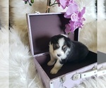 Small #12 Australian Shepherd
