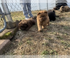Goldendoodle Puppy for sale in SHELTON, CT, USA