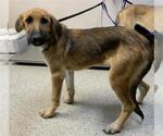 Small German Shepherd Dog Mix