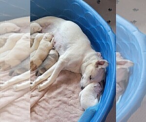 Mother of the Labrador Retriever-Siberian Husky Mix puppies born on 12/20/2022