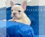 Small #15 French Bulldog