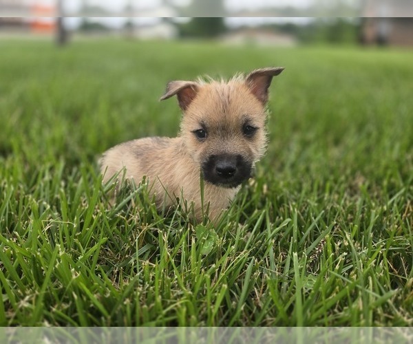 Medium Photo #1 Cairn Terrier Puppy For Sale in CARLYLE, IL, USA
