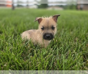 Cairn Terrier Puppy for sale in CARLYLE, IL, USA