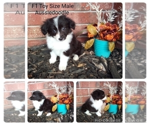 Aussiedoodle Miniature -Poodle (Toy) Mix Puppy for sale in CLAREMORE, OK, USA