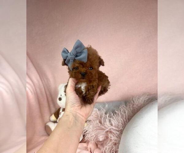 Medium Photo #11 Poodle (Toy) Puppy For Sale in DELRAY BEACH, FL, USA