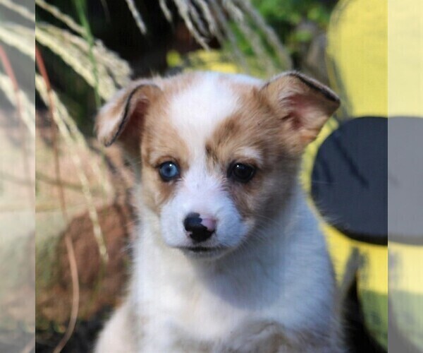 Medium Photo #2 Pembroke Welsh Corgi Puppy For Sale in EAST EARL, PA, USA