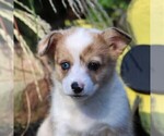 Small Photo #2 Pembroke Welsh Corgi Puppy For Sale in EAST EARL, PA, USA