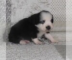 Small #2 Miniature Australian Shepherd