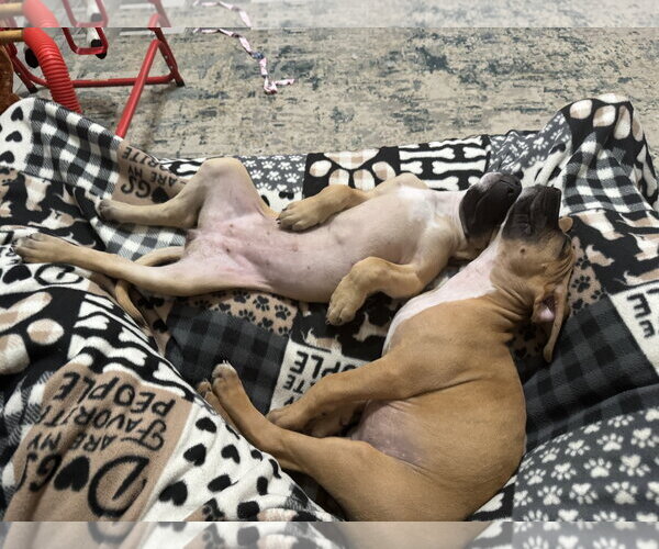 Medium Photo #2 American Staffordshire Terrier-Unknown Mix Puppy For Sale in Holly Springs, NC, USA