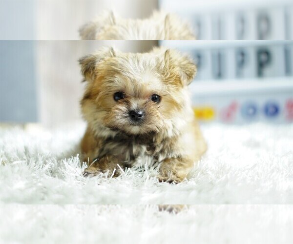 Medium Photo #1 Yorkshire Terrier Puppy For Sale in FULLERTON, CA, USA