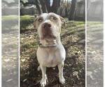 Small American Staffordshire Terrier Mix